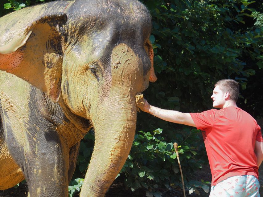 Khao Lak: Elephant Bathing and Turtle Center Visit - Price and value: what $63 buys you in a practical half-day
