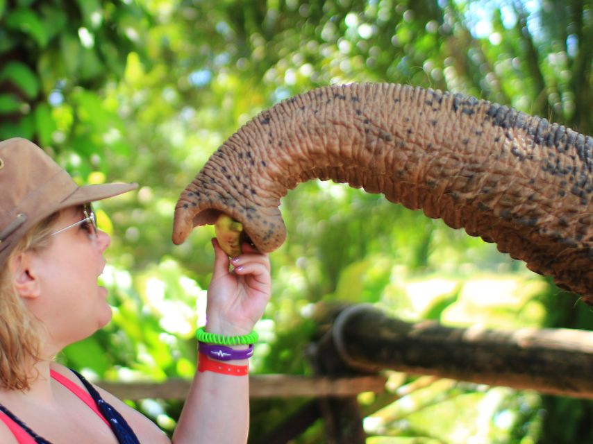 Khao Lak: Elephant Bathing and Turtle Center Visit - Ethics and elephant reality: domestic elephants and long term care