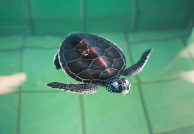 Khao Lak: Elephant Bathing and Turtle Center Visit - Transport and guiding style: what makes this tour feel smooth