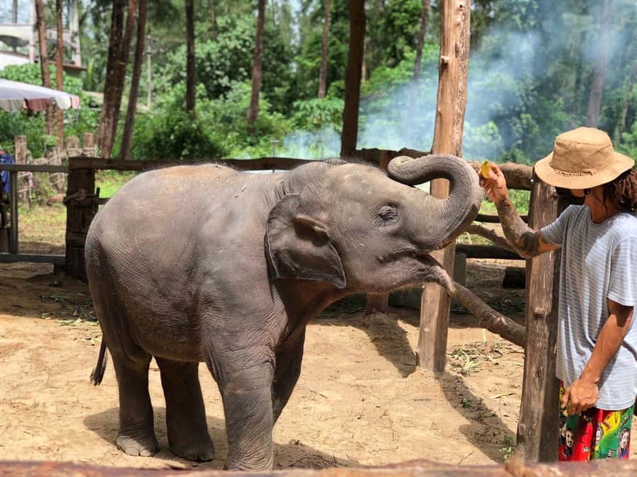 Khao Lak Ethical Adventure: Rafting, Turtles & Elephants - Key highlights you’ll care about