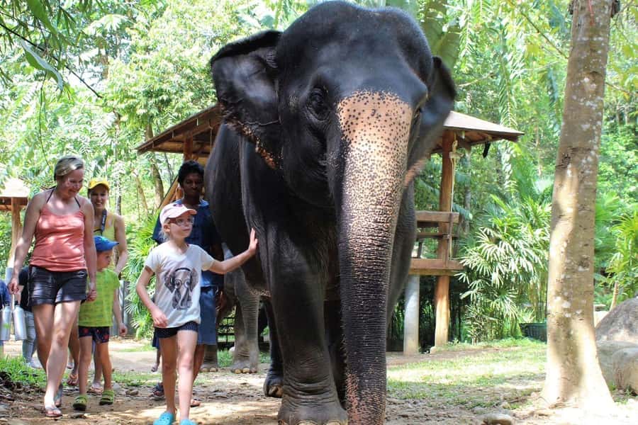Khao Lak: Ethical Elephant Sanctuary Experience - Key highlights worth planning for