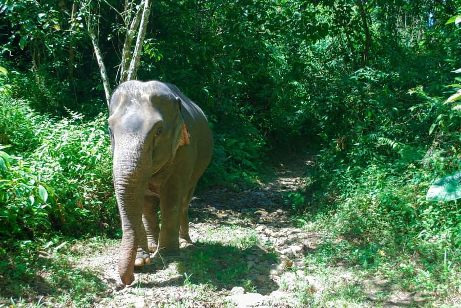 Khao Lak: Ethical Elephant Sanctuary Experience - Should you book Phang Nga Elephant Park in Khao Lak?