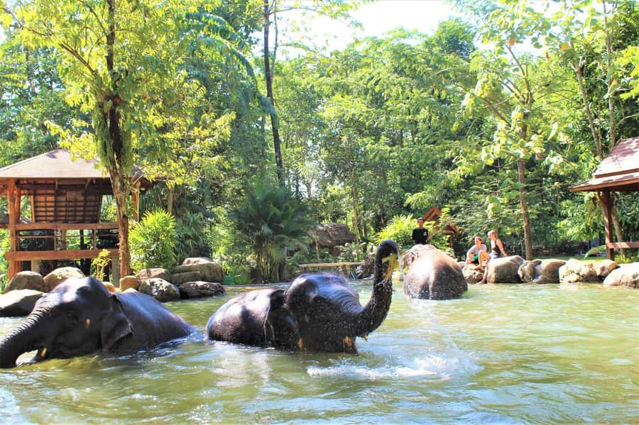 Khao Lak: Ethical Elephant Sanctuary Experience - The jungle walk side by side: what you do, and how not to mess it up