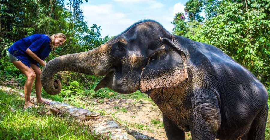 Khao Lak: Ethical Elephant Sanctuary Experience - Food prep and feeding: the moment that makes scale feel real