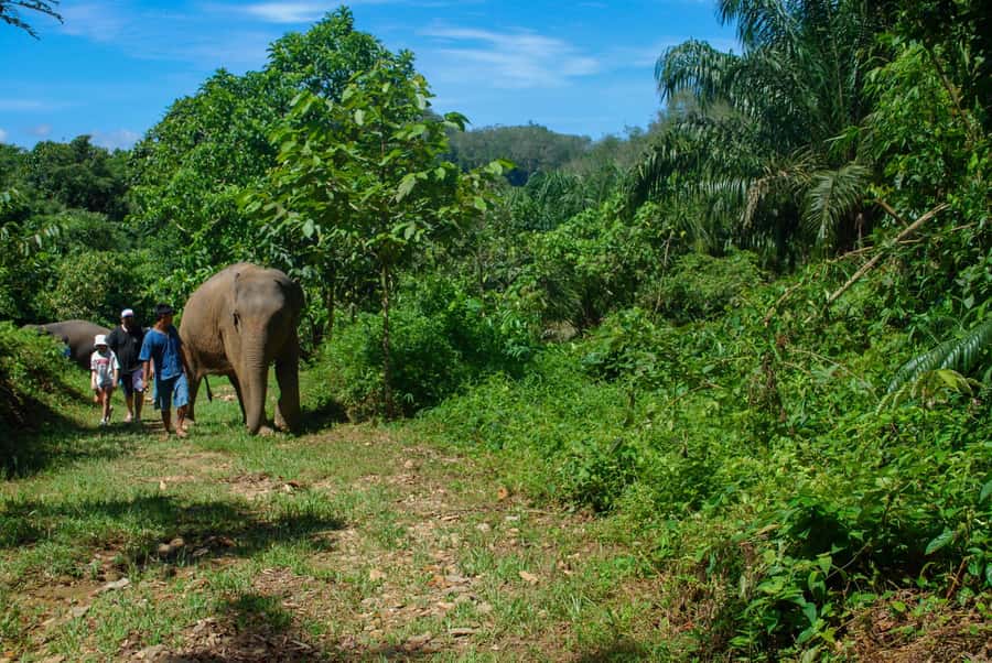 Khao Lak: Ethical Elephant Sanctuary Experience - Thai lunch after the elephants: when food hits the best time