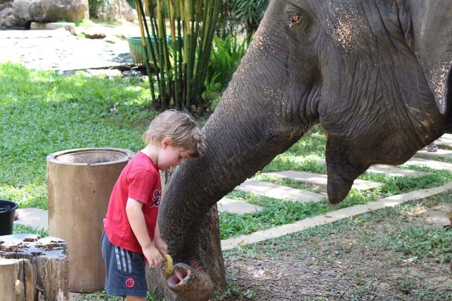 Khao Lak: Ethical Elephant Sanctuary Experience - Price and value: why $112 can make sense for a 4-hour ethical day
