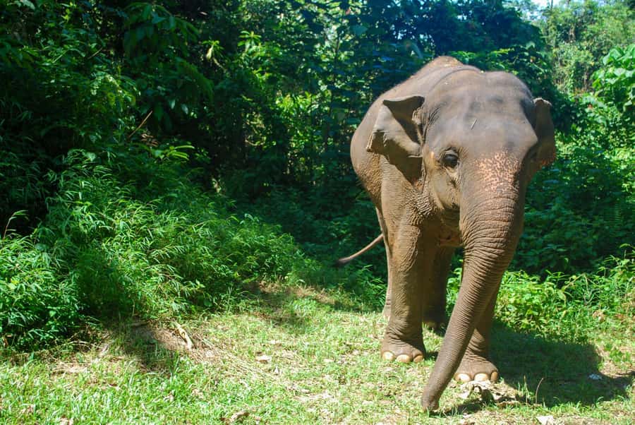Khao Lak: Ethical Elephant Sanctuary Experience - Who should book, and who might want a different option