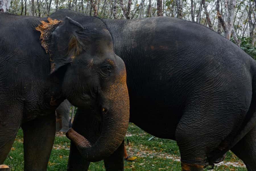 Khao Lak: Ethical Overnight Elephant Sanctuary Experience - Day 2: morning observation, cooking again, and sustainable planting