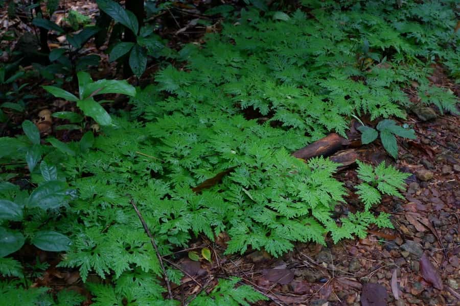 Khao Lak: Full-Day Khao Sok Jungle Walk and Canoeing Tour - From Khao Lak to Khao Sok: Easy Transport, Real Time On the Clock
