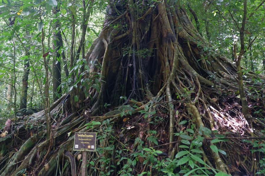 Khao Lak: Full-Day Khao Sok Jungle Walk and Canoeing Tour - The Jungle Walk in Khao Sok National Park: Go Early, Bring Repellent