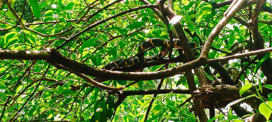 Khao Lak: Full-Day Khao Sok Jungle Walk and Canoeing Tour - Thai Lunch Plus a Cooking Moment: More Than Fuel