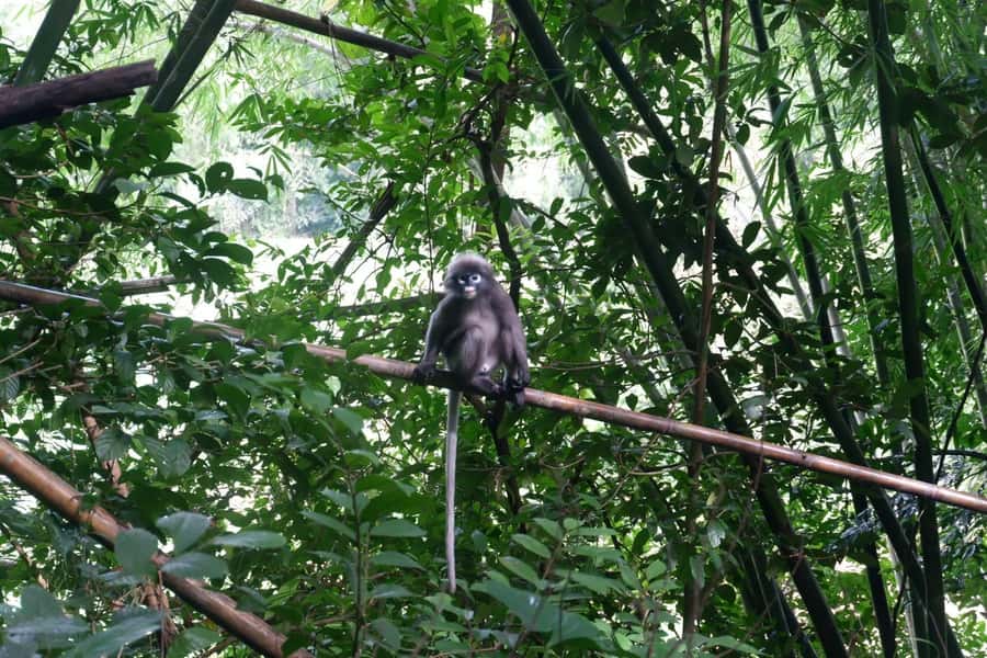 Khao Lak: Full-Day Khao Sok Jungle Walk and Canoeing Tour - The Hidden-Gem Free Time Break: A Small Reset That Helps