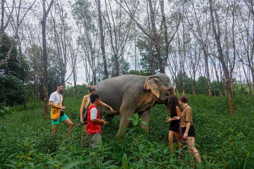 Khao Lak Guided Nature Walk & Elephant Experience - The 90-Minute Flow, From 9am Sanctuary Arrival to a Guided Walk