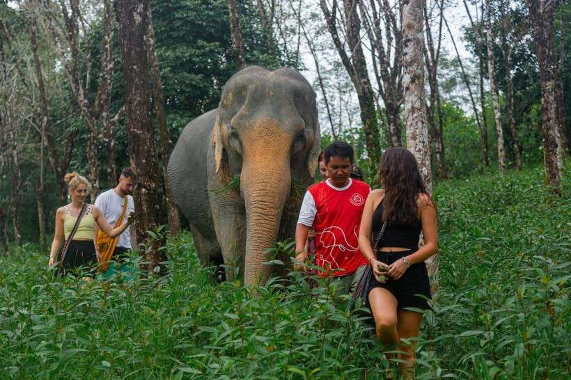 Khao Lak Guided Nature Walk & Elephant Experience - Hands-Off Elephant Time: Observation, Snack Moments, and Natural Behavior