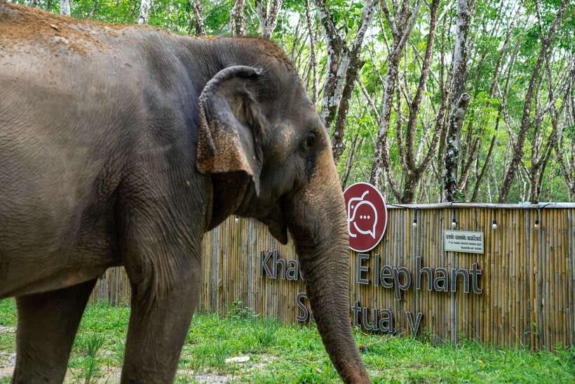 Khao Lak Guided Nature Walk & Elephant Experience - Transport From Your Hotel, and Why It Matters Here
