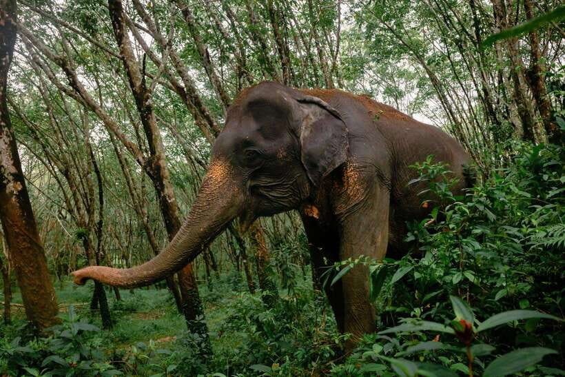 Khao Lak Guided Nature Walk & Elephant Experience - Walking Through Khao Lak’s Nature With an English-Speaking Guide