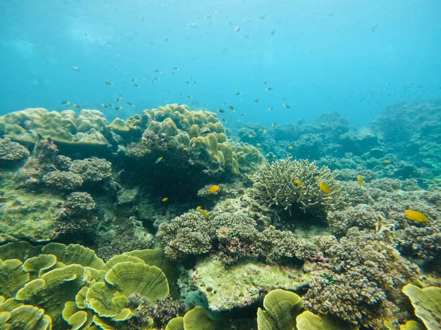 Khao Lak: Phi Phi & Bamboo Island Day Trip by Speedboat - Bamboo Island: the one-hour beach-and-snorkel reset