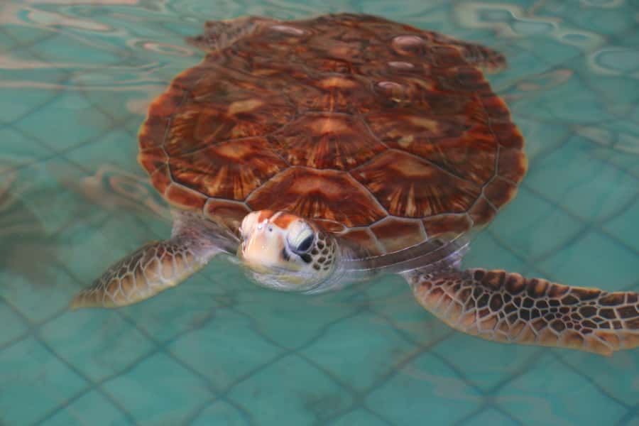 Khao Lak: Rafting, Elephant Bathing & Sea Turtle Center Tour - Khao Lak in One 5-Hour Loop: Pickup, Timing, and What Changes