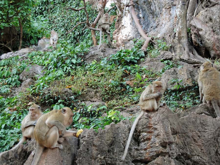 Khao Lak: Rafting, ZipLine, Lunch Buffet ,ATV Options Trip - Elephant Bathing Show and the White Buffalo Photo Stop