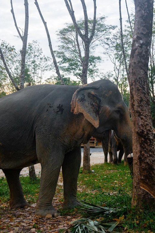 Khao Lak’s Best: Elephant Sanctuary,Rubber Tapping&Waterfall - Ethical elephant sanctuary, not a show stop