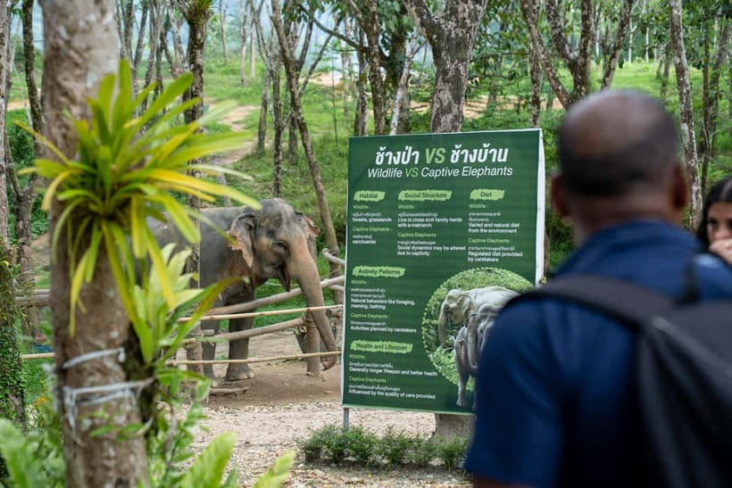 Khao Lak’s Best: Elephant Sanctuary,Rubber Tapping&Waterfall - Rubber plantation: learn Thailand’s rubber process up close
