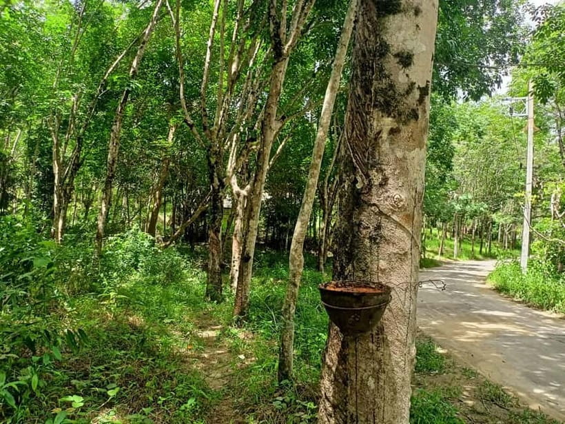Khao Lak’s Best: Elephant Sanctuary,Rubber Tapping&Waterfall - Feeding, photos, and eye-level interaction (no riding)