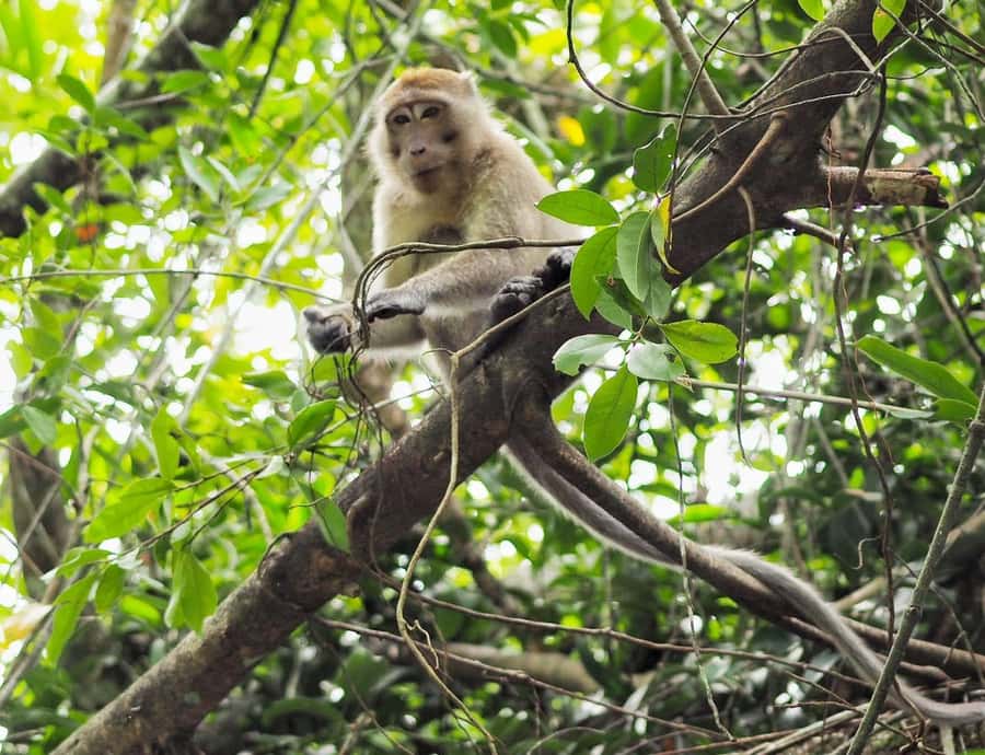 Khao Lak's Little Amazon: Canoe, Trek & Waterfall Day Trip - Key points worth knowing before you go
