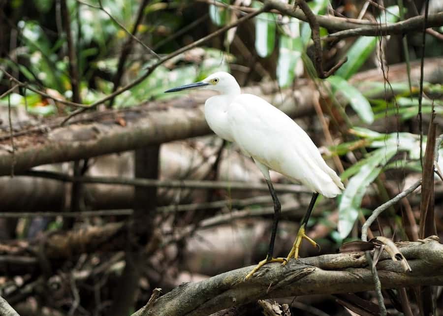 Khao Lak's Little Amazon: Canoe, Trek & Waterfall Day Trip - Sri Phang-Nga National Park walk: short trail time before the big swim
