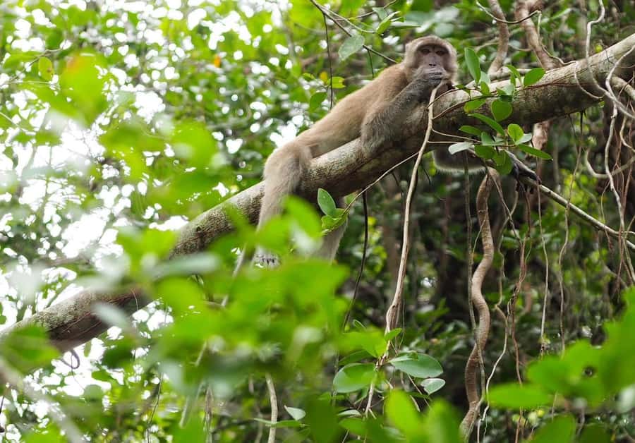Khao Lak's Little Amazon: Canoe, Trek & Waterfall Day Trip - Lunch, water, and what is actually included for the $101 price