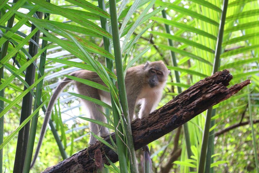 Khao Lak: Sri Phang Nga Canoe and Tam Nang Waterfall Tour - Sri Phang Nga National Park: Hiking Trails and 200-Year-Old Banyans