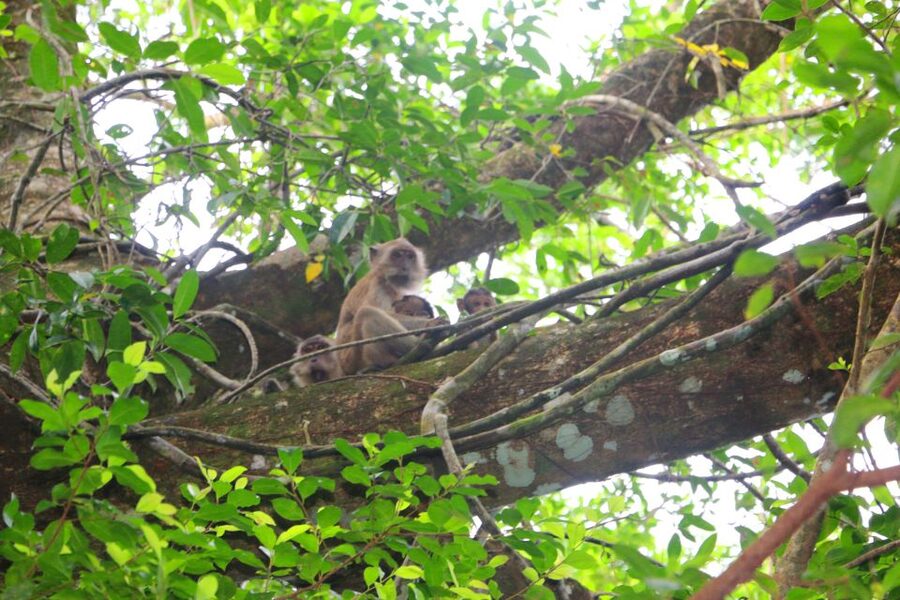 Khao Lak: Sri Phang Nga Canoe and Tam Nang Waterfall Tour - Canoeing the Sang-Nea River, the Little Amazon, and What You Might Spot