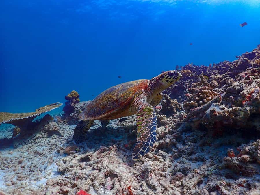 Khao Lak: Surin Islands & Moken Village Premium Snorkel Tour - Chong Khad Bay lunch buffet and beach break: when you finally get to relax