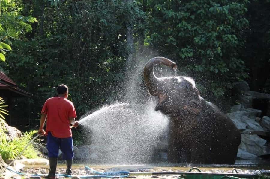 Khao Lak: Unique Dawn Ethical Elephant Sanctuary Experience - Quick highlights to plan your morning around