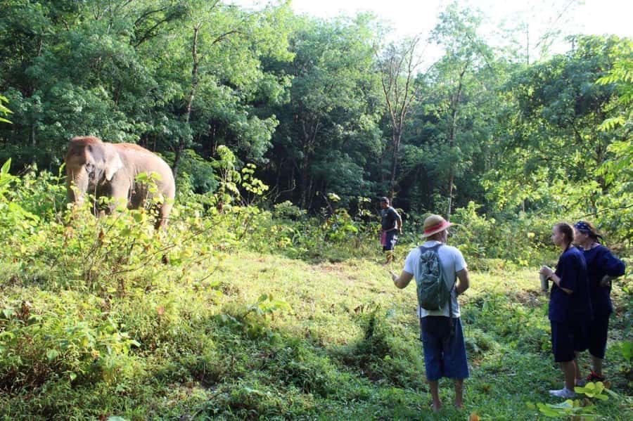 Khao Lak: Unique Dawn Ethical Elephant Sanctuary Experience - Dawn start near Khao Lak, and why this timing matters