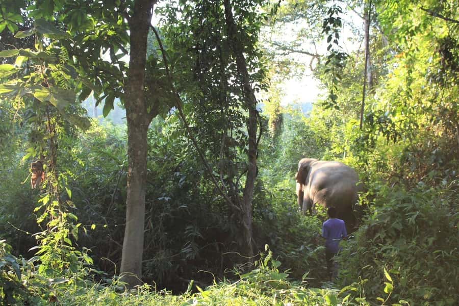Khao Lak: Unique Dawn Ethical Elephant Sanctuary Experience - Traditional Thai brunch after the trek, plus useful shower and locker space