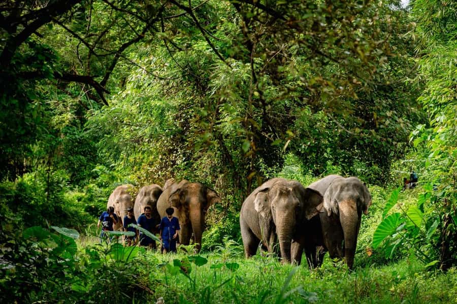 Khao Lak: Unique Dawn Ethical Elephant Sanctuary Experience - Price and value for a 4-hour ethical sanctuary experience