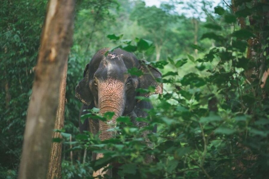 Khao Lak: Unique Dawn Ethical Elephant Sanctuary Experience - Should you book this Khao Lak dawn ethical elephant experience?