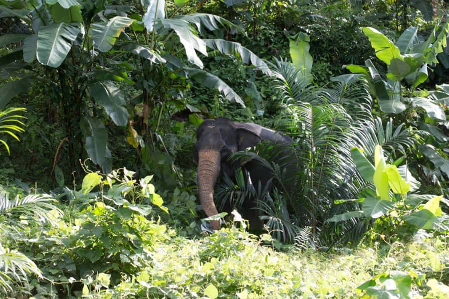 Khao Lak: Unique Dawn Ethical Elephant Sanctuary Experience - Meet the Kwan-chang routine, then find your elephant in the jungle