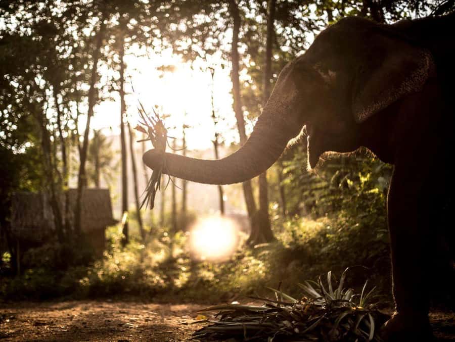 Khao Lak: Unique Dusk Ethical Elephant Sanctuary Experience - Key things you’ll do at Khao Lak’s dusk elephant sanctuary
