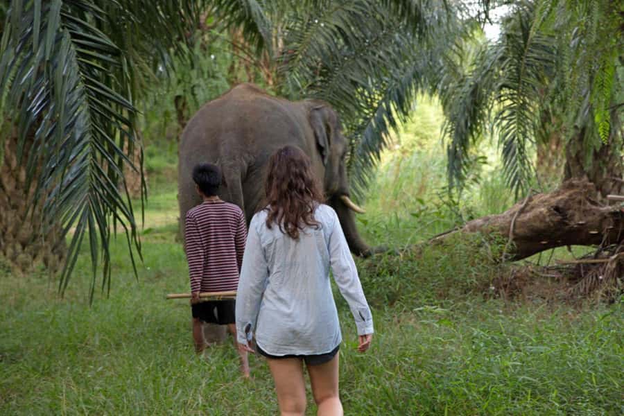Khao Lak: Unique Dusk Ethical Elephant Sanctuary Experience - Getting from Khao Lak to Phang Nga Elephant Park (and why timing matters)