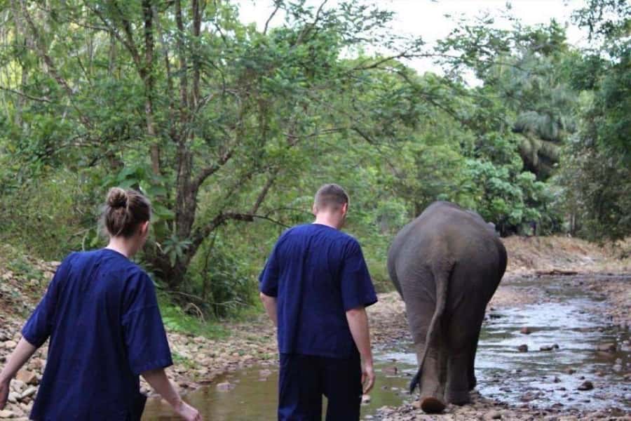 Khao Lak: Unique Dusk Ethical Elephant Sanctuary Experience - Preparing elephant food and feeding the special snack