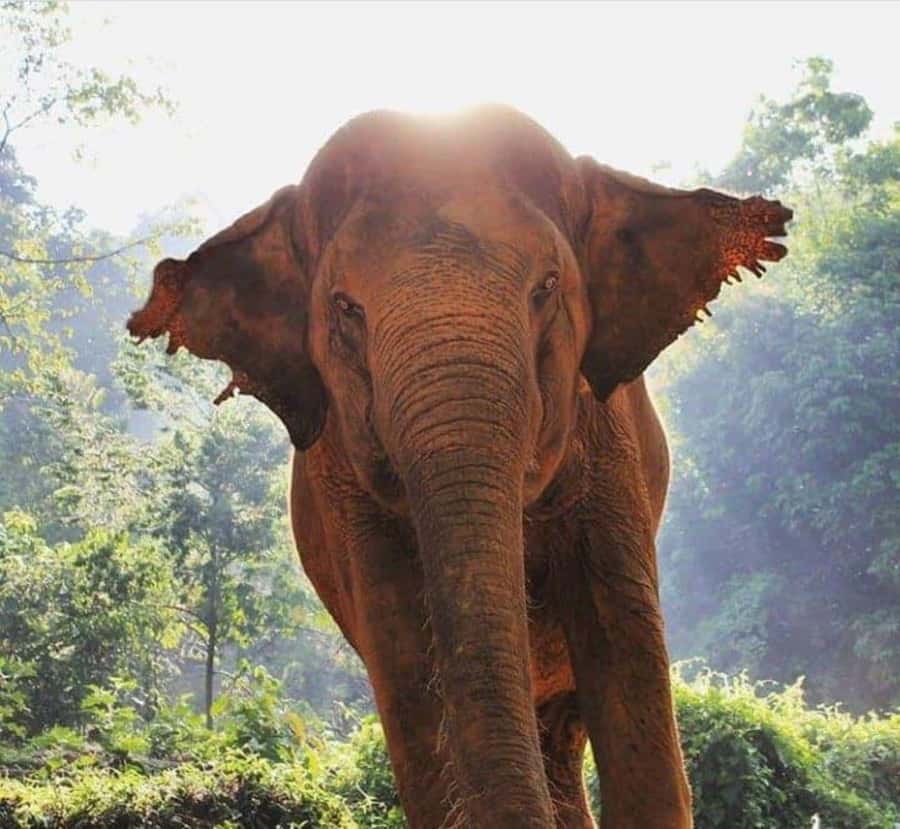 Khao Lak: Unique Dusk Ethical Elephant Sanctuary Experience - The rock-pool bath: where you see skin care in action
