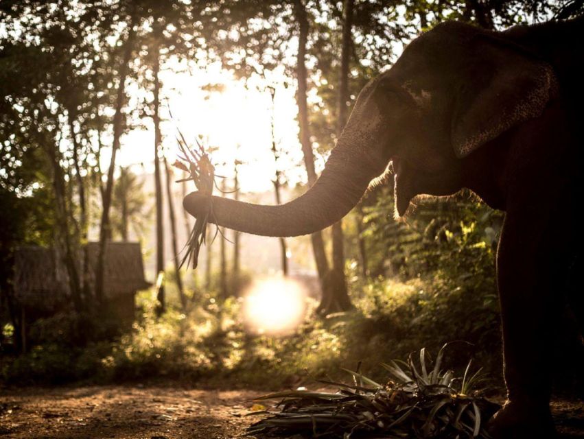 Khao Lak: Unique Dusk Ethical Elephant Sanctuary Experience - Taking care with the skin, not just posing for photos