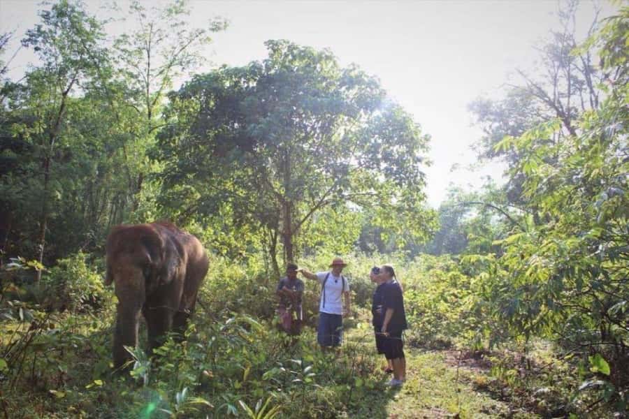Khao Lak: Unique Dusk Ethical Elephant Sanctuary Experience - Meeting the kwan-chang routine, learning elephant behavior fast
