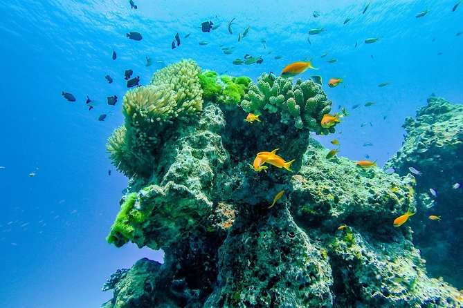 Khao Lak: Wow Andaman Snorkeling Trip to Similan Islands - Price and value: what $117.35 really covers