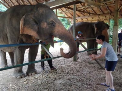 Khao Sok: Elephant Rescue Center with Lunch & Bamboo Rafting