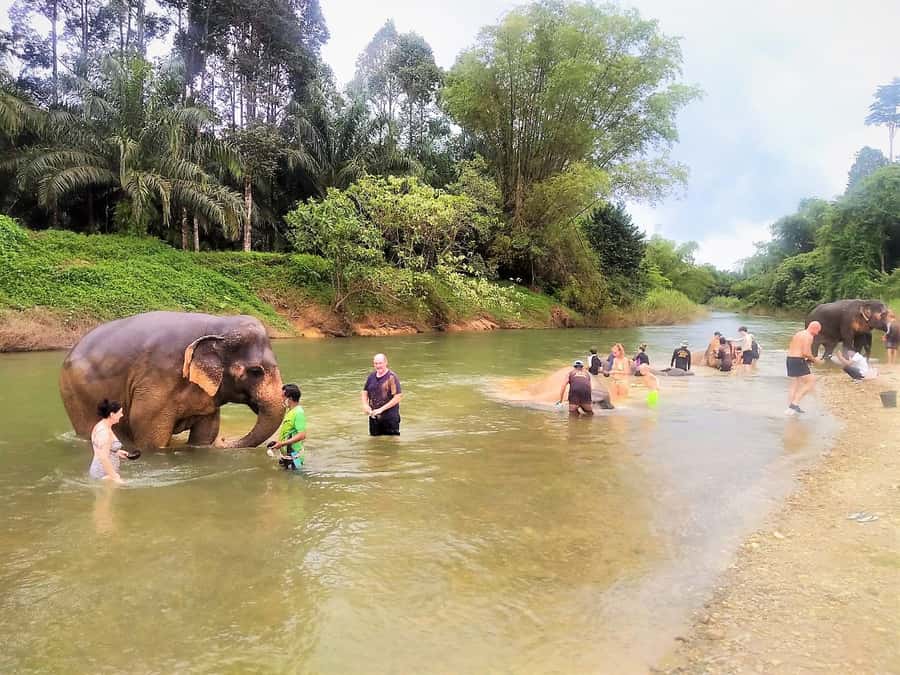 Khao Sok: Elephant Rescue Center with Lunch & Bamboo Rafting - Thai Cooking Lesson With Papaya Salad: Lunch You Actually Make