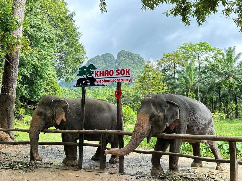 Khao Sok: Ethical Elephant Experience & Nature Walk - Key Highlights at a Glance