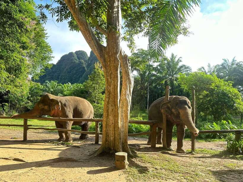 Khao Sok: Ethical Elephant Experience & Nature Walk - Should You Book Khao Sok: Ethical Elephant Experience & Nature Walk?