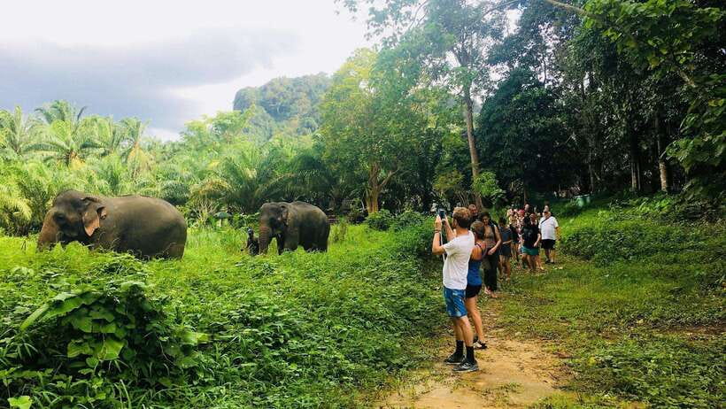 Khao Sok: Ethical Elephant Experience & Nature Walk - Feeding Elephants Responsibly, Food Prep to Calm Observation